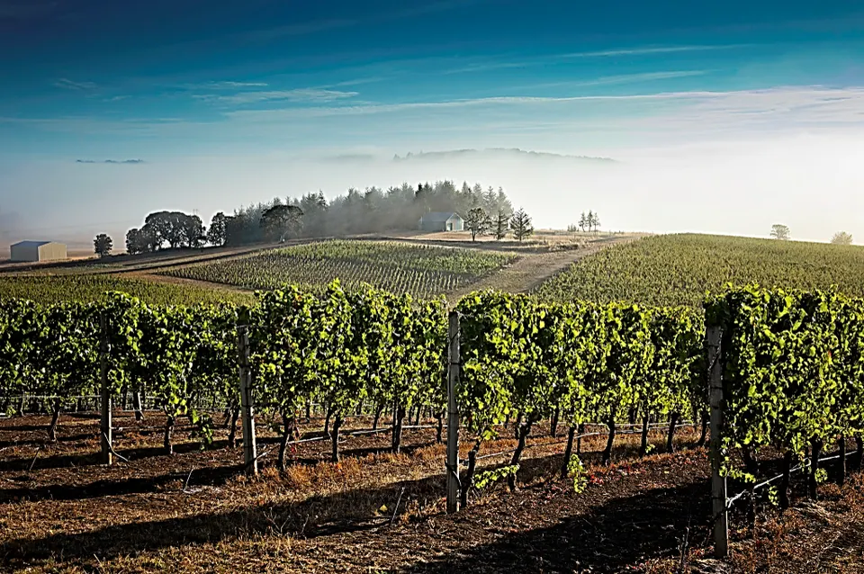 Oregon’s Wine Industry: The Essence of Exquisite Vintages