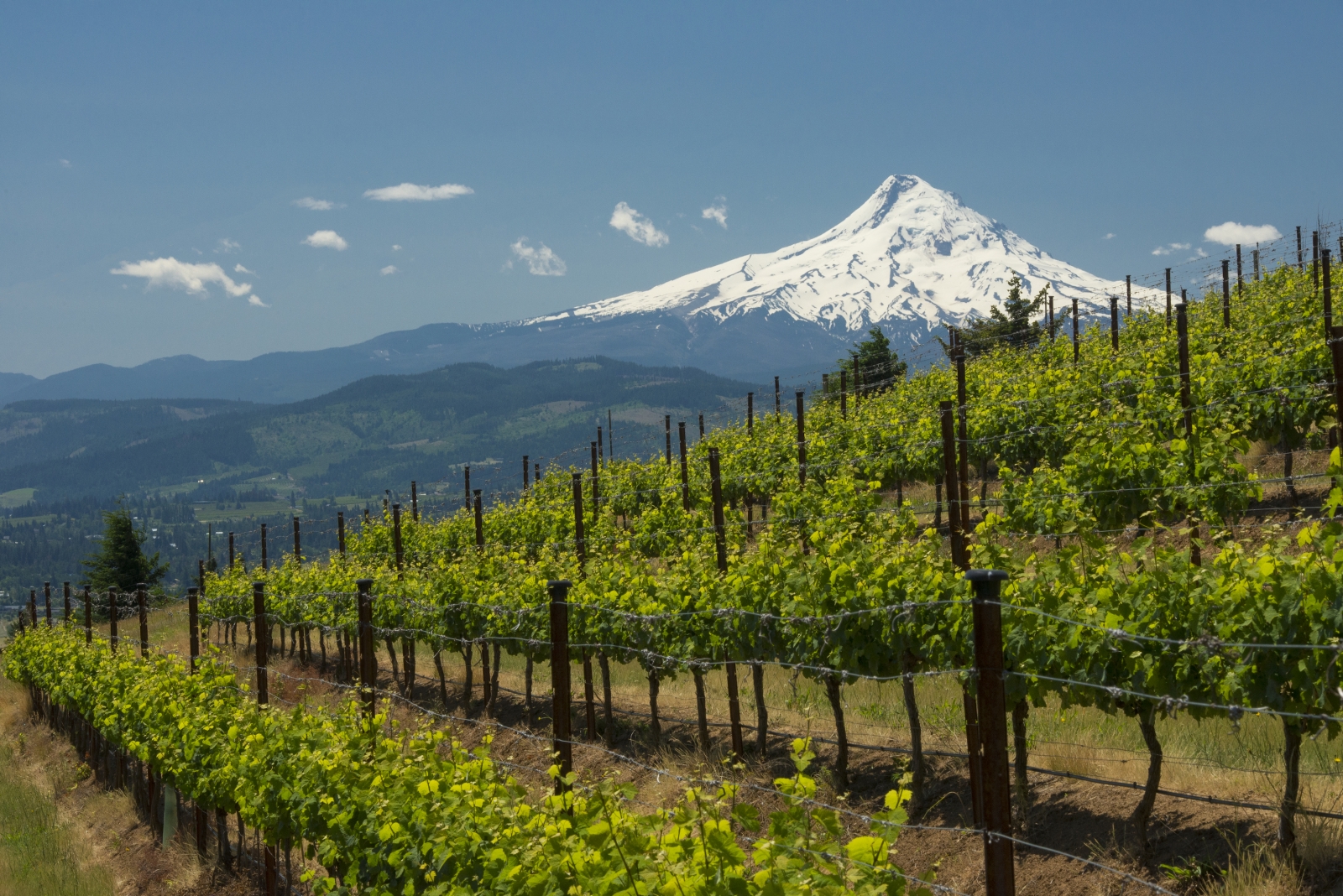 Flourishing Wine In Washington