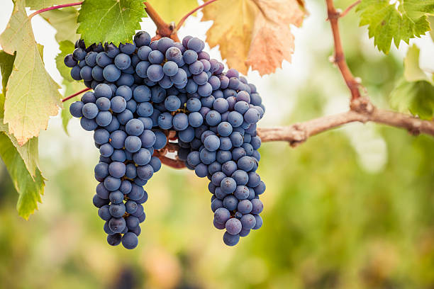 Pinot Noir: Jewel of Wine World