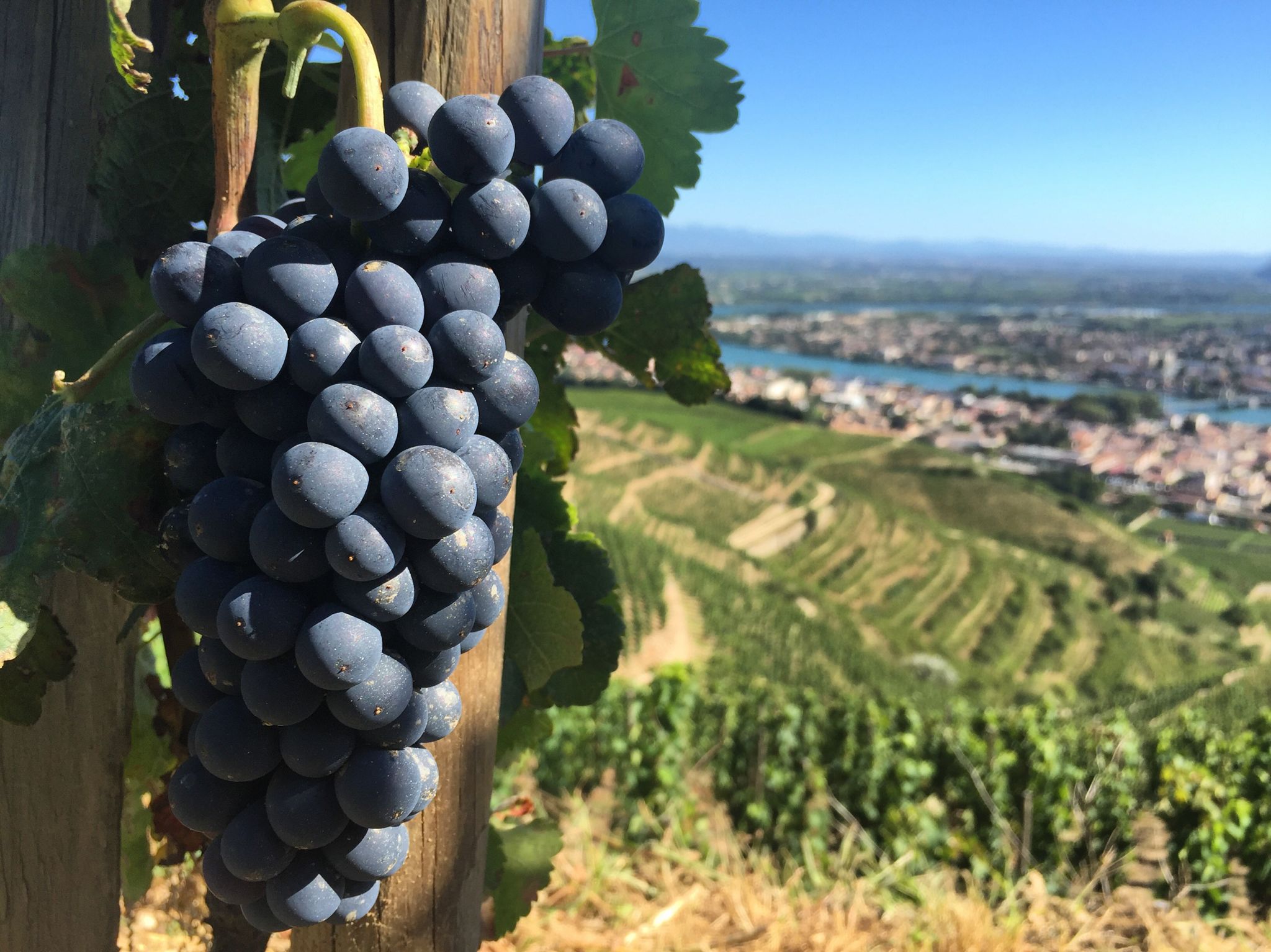 Shiraz Wine: An Intense Elixir from Down Under