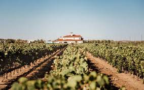 The Lively Wine Industry in Texas