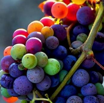 Grape Profiles: Unveiling the Essence of Flavorful Vintages